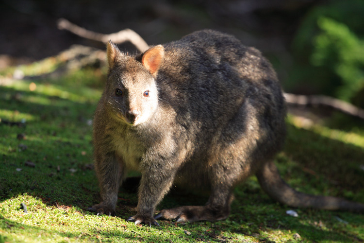 Pademelon