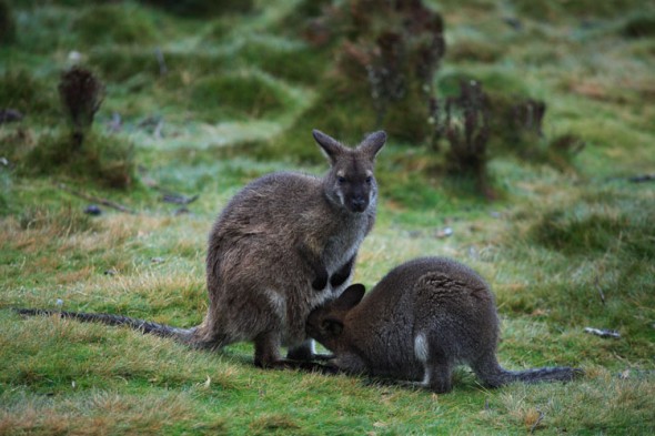 Bennetts wallaby