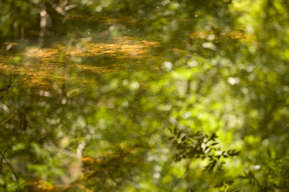 reflections of leaves in a creek with sunny rocks